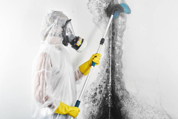 Best Basement Mold Removal  in Virginia, IL